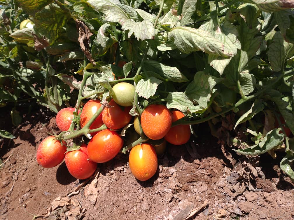 Horticultural crop production